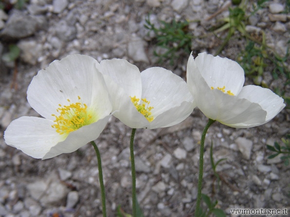 cliccare per vedere le Foto