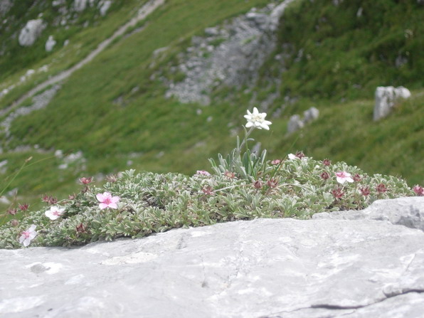 cliccare per vedere le Foto
