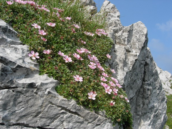 Potentilla Rosea